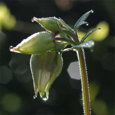 aquilegia_tropfen_4474.jpg