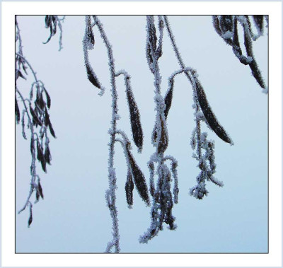Frost_1_12-12-04.jpg