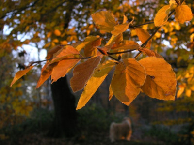 Kupferbuche-101205.jpg