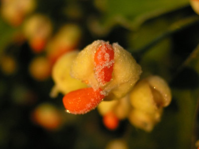 Efeu-101205.jpg