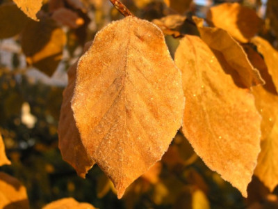 Blutbuche-im-Morgenlicht.jpg
