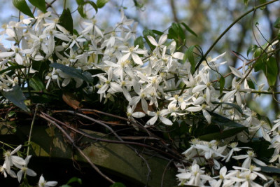 clematis_armandii_022.jpg