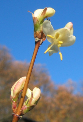LoniceraPurpusii_20051210.jpg