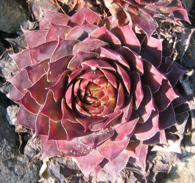 SempervivumCv_Fuego_20051210.jpg