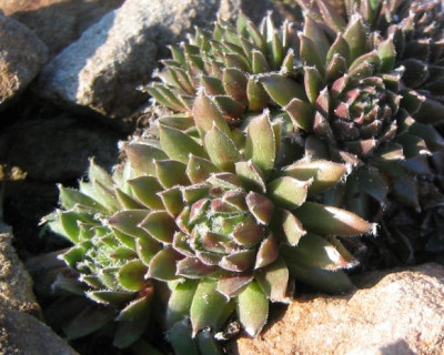 SempervivumMontanum_Rubelium_20051210.jpg