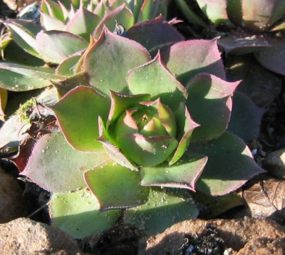 SempervivumWulfenii_20051210.jpg