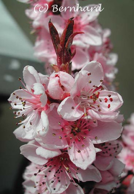 prunus_persica_crimson_bonfire.jpg