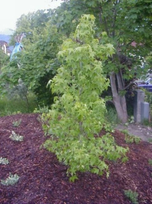 amberbaumsommer.jpg