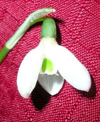 sarastro-schneeglockchen_2a.jpg