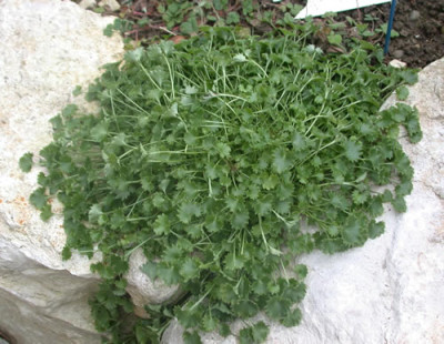 Dalmatiner-Glockenblume_HR_21984_76.jpg