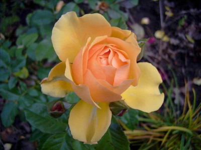 Amber_Queen_05.jpg