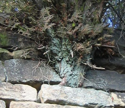 Thuja_20051211_02.jpg