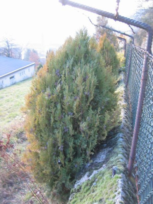 Thuja_20051211_03.jpg