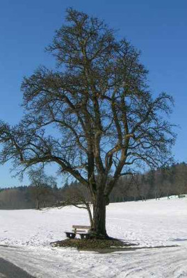 DSCN2678_alter_mostbirnbaum_st.konrad.jpg