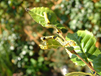 DSCF0941_Small.JPG