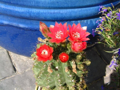 Blumen_Juli_04_031_Small.jpg