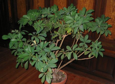 Schefflera_arboricolia.jpg