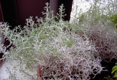 Pict1052.jpgunbekanntes_kraut.jpg