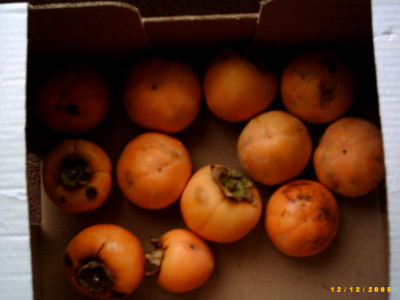2005_1212Bild0007.JPG
