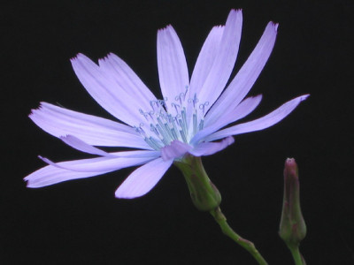 lactuca_tenerrima.jpg