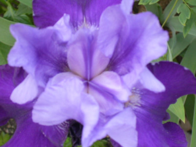 iris-lila.jpg