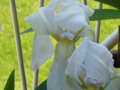 iris-bel.jpg