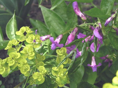 lathyrus_euphorbia.jpg