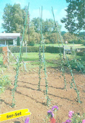 stangenbohnenstangen.jpg