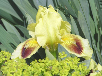 iris_gelb_grun.jpg