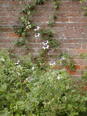Clematis_florida_Mottisfont.jpg