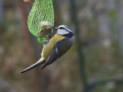 Blaumeise-12-05.jpg