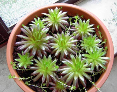 Pict1054.jpgsempervivum.jpg