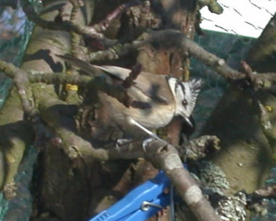 Haubenmeise_auf_Apfelbaum_22063_76.jpg