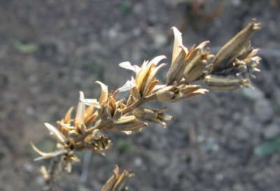 Gelenkblume_HG_22107_86.jpg