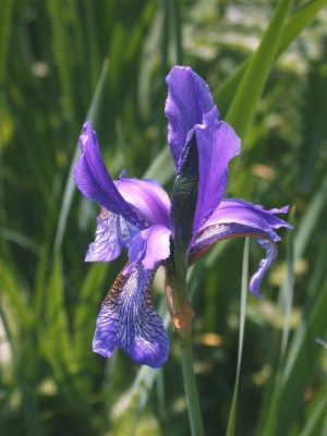Iris-Spezies_bei_TT0011.jpg