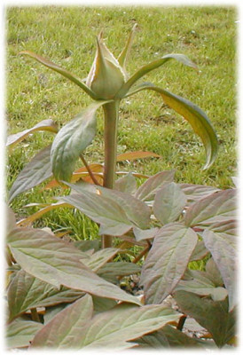 Paeonia_Kopie.jpg