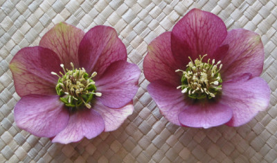 Christrose_6_-7.JPG