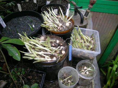 Galanthus_Hill_Poe17.12.2005__014.jpg