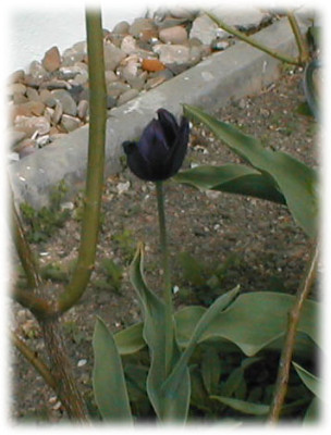 dunkleTulpe_Kopie.jpg