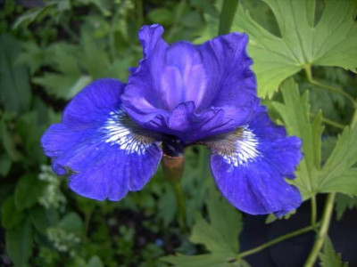 Prussian_Blue_I.JPG