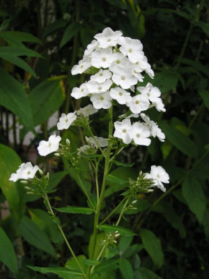 Phlox_unbekannt_Aug_05.jpg