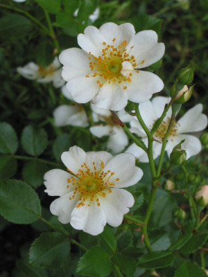 Sternenflor.JPG