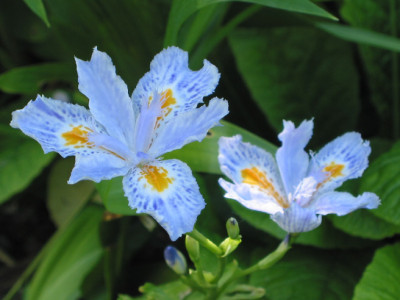 Iris_japonica.JPG