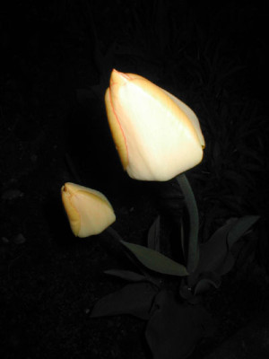 GelbeTulpe.jpg