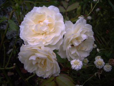 Fl.Horstmanns_Rosenresli.JPG