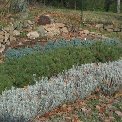 NiedrigeHecken_20051217_02.jpg