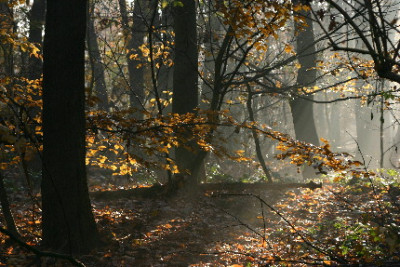 Buche-Dez-01.jpg