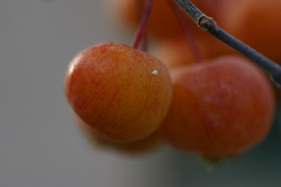 Malus-Dez-1.jpg