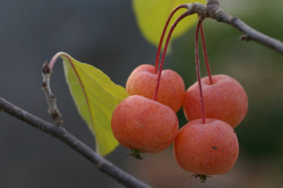 Malus-Dez-2.jpg