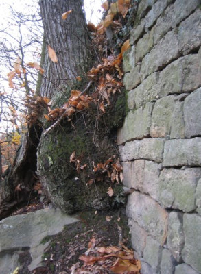 KastanieAusDer_Mauer.jpg